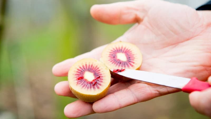 تصویر 3 از قیمت خرید کیوی تو سرخ + فروش ویژه